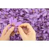 The Gathering of Saffron Brand Saffron, 1 gm X 12
