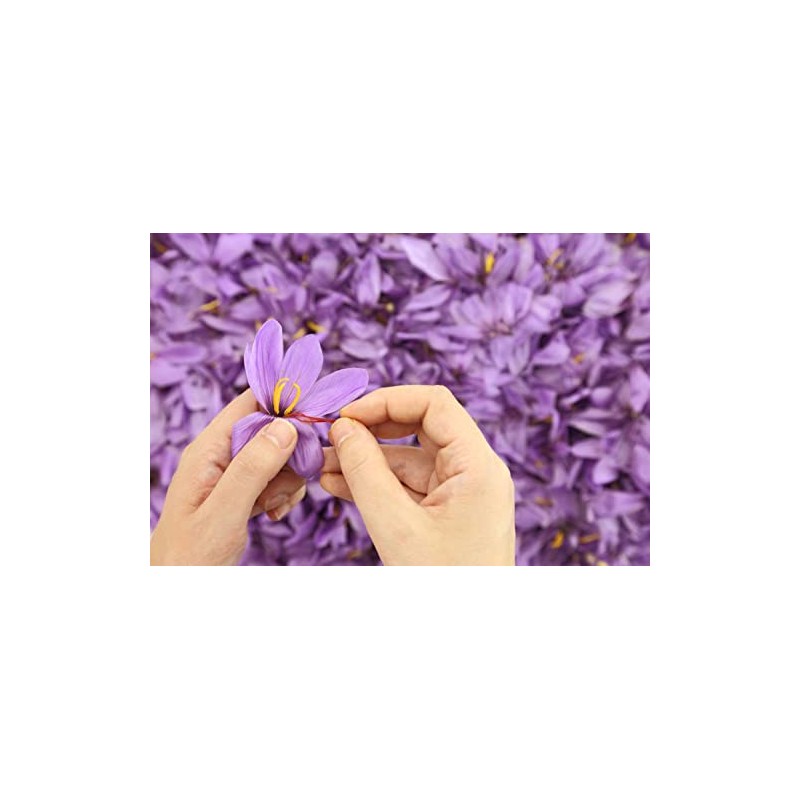 The Gathering of Saffron Brand Saffron, 1 gm X 12