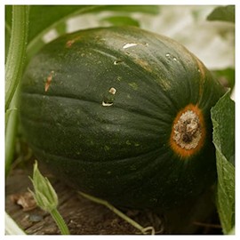 Everwilde Farms - 1 Oz Tatume Summer Squash Seeds - Gold Vault