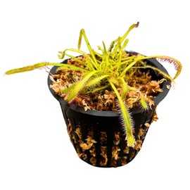 Live Potted Carnivorous Plant – Includes Net Pot, Long Fiber Moss, Live Plant- Gauranteed Live Arrival (Merry Go Round Drosera Capensis Cape Sundew)