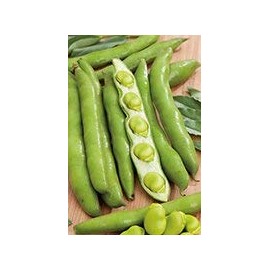 Kings Seeds - Broad Bean, Masterpiece Green