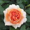 Heirloom Floribunda Roses, Live Own Root Plant for Outdoor Garden,