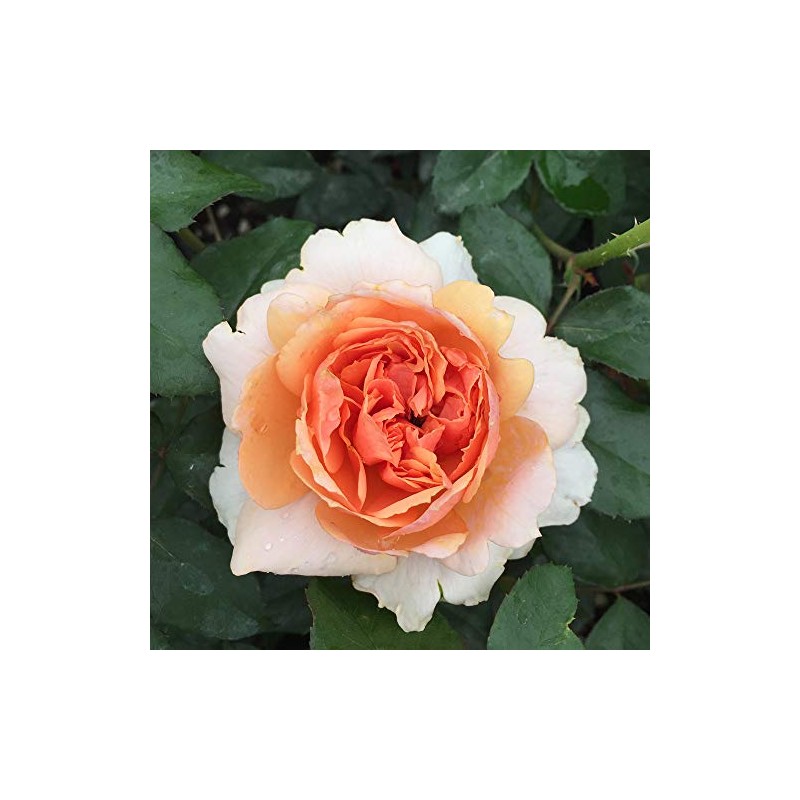 Heirloom Floribunda Roses, Live Own Root Plant for Outdoor Garden,