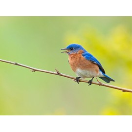 Evergreen Farm and Garden Birdseed Cylinders with Hole - Bird Seed for Outside Wild Birds (Small Cylinder, Mighty Bird Mix 2pc)