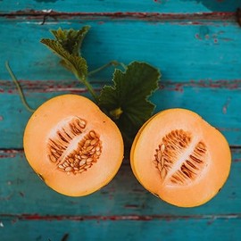 Minnesota Midget Melon - 25 Seeds - Heirloom Melon Variety, Great for Containers, Sweet & Easy-2-Grow, Non-GMO Cantaloupe Seeds for Planting Outdoors in The Home Garden, Thresh Seed Company