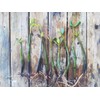 10 LIVE Mangroves - Red Mangrove Seedlings - Filtration, Aquarium,