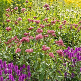 Outsidepride 500 Seeds Perennial Asclepias Incarnata Swamp Milkweed Flower Seeds for Planting