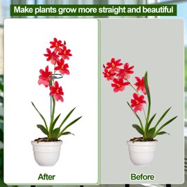 Plant Stakes 12/25/36 Inch Steel Adjustable Plant Support Stakes Tall for Indoor Outdoor Plant Orchid Sticks Garden Pole Amaryllis Flower Tomatoes Stake with 30 Clips(6 Sets)