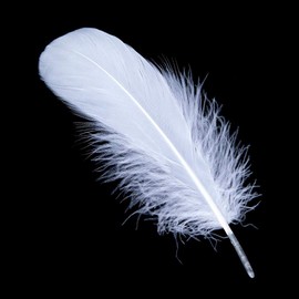Sowder Natural Goose Feathers Clothing Accessories Pack of 100(white)