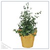 Live Aromatic and Healthy Herb - Eucalyptus, Improves Air Quality,
