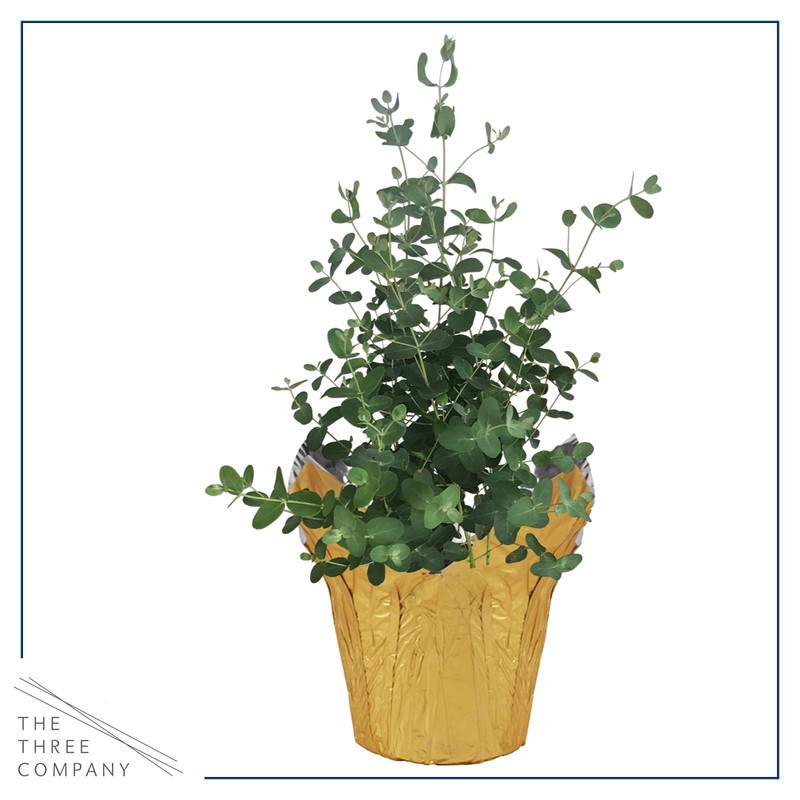 Live Aromatic and Healthy Herb - Eucalyptus, Improves Air Quality,