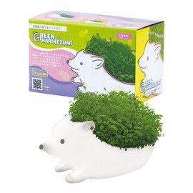 ToyLab TOY-8-02 Grow Clover Cultivation Kit, Green Hedgehog