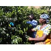 PERCOL SMOOTH COLOMBIAN Instant Coffee Easy Drinking Flavor 100% Arabica
