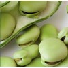Aquadulce Fava Bean Seeds for Planting, 25 Premium Heirloom Seeds