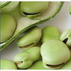 Aquadulce Fava Bean Seeds for Planting, 25 Premium Heirloom Seeds Per Packet, Non GMO Seeds, Botanical Name: Vicia faba, Great Home Garden Gift
