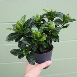 American Plant Exchange Gardenia Bush ‘Mini Veitchii’ – Live 4-Inch Indoor Flowering Plant with Stylish Pot Cover, Fragrant Houseplant for Home or Office, for Mother's Day & Year-Round Décor