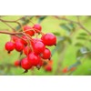Kodina Facial Savon Rose Hips, 5.1 fl oz (150 ml)