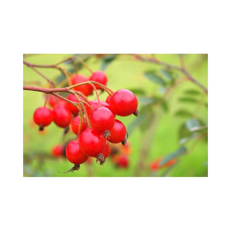 Kodina Facial Savon Rose Hips, 5.1 fl oz (150 ml)