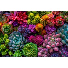 Exquisite Succulent -1000 Puzzle Pieces for Fun and Perfect Wall Art (Figure 2)