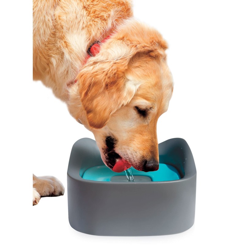 Jobar No Spill Pet Bowl, Multi