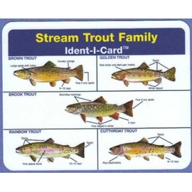 Ident-I-Cards Stream Trout Freshwater Fish Identification Card