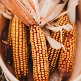 Greenfield Dent Corn - 4oz Bulk (~350 Seeds) - Improved Open Pollinated Variety, Non-GMO, Heirloom Yellow Dent Corn Seeds for Planting in The Home Garden, Thresh Seed Company