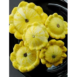 Yellow Bush Scallops 20 - 100 -700 Seeds Summer Squash Golden Custard Patty Pan (20)
