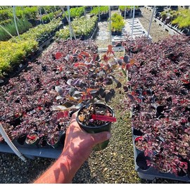 Daruma Dwarf Loropetalum (Chinese Fringe) - Live Plant - (1 QT) - Evergreen - Low Maintenance