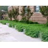 Blue Pacific Shore Juniper | 3 Large Gallon Size Plants