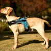 Dog Harness with LED Light Adjustable Comfortable Relieve Neck Pressure