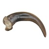 Skulls Unlimited Skulls Unlimited Grizzly Bear Claw, Large (9 cm)