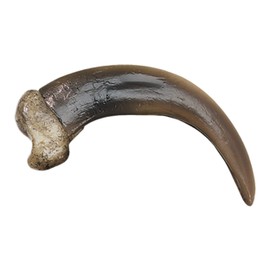 Skulls Unlimited Skulls Unlimited Grizzly Bear Claw, Large (9 cm) (Museum Quality Replica)