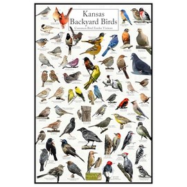 Where's Wildlife Kansas Backyard Birds Laminated Poster - Kansas Bird Chart Highlighting Birds At Your Bird Feeder (16" x 24")