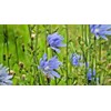 Little Seeds Store 1000+CHICORY Flower Seed Organic Natural Herbal Tea