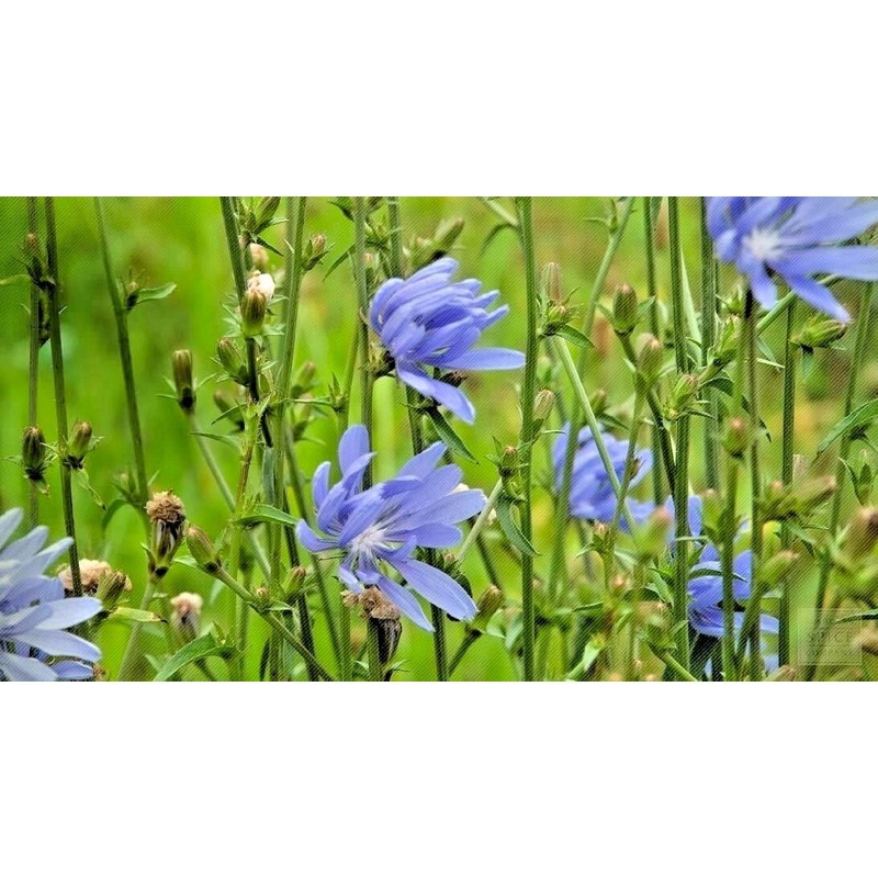 Little Seeds Store 1000+CHICORY Flower Seed Organic Natural Herbal Tea