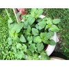 HAY2ZED Callaloo - Plant Seeds ~ For 2024 Planting (Over