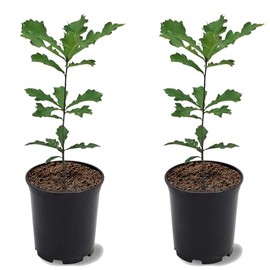 Swamp White Oak, Long-Living, Shade Tree, Acorn Producing, 2-3 ft Tree Height, 1 gal. Nursery Pot (Due to Agricultural Laws, we Cannot Ship to CA, AZ, AK, or HI), 2 Trees