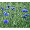 600 Tall Blue Bachelor Button Seeds for Planting Blue Cornflower.