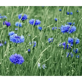 600 Tall Blue Bachelor Button Seeds for Planting Blue Cornflower. 3 Grams Non GMO Heirloom USA Harvested pollinator bee Butterfly