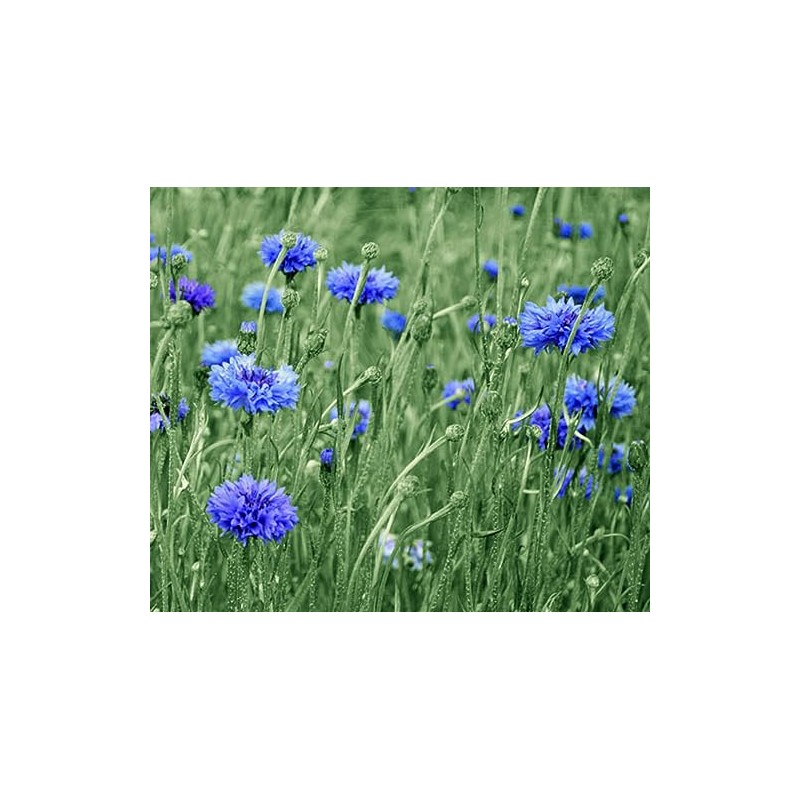 600 Tall Blue Bachelor Button Seeds for Planting Blue Cornflower.