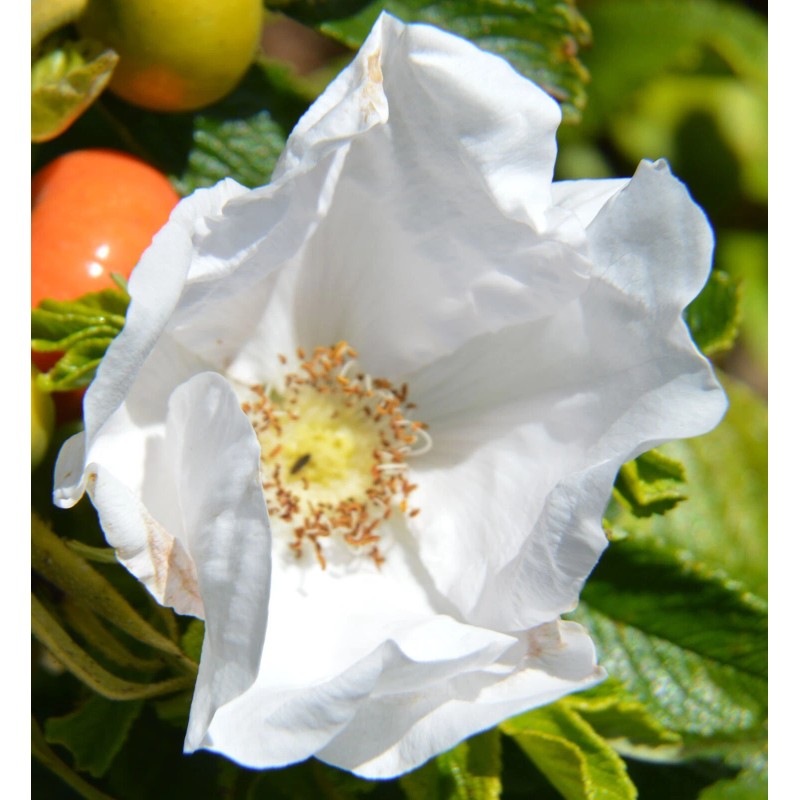 Buy Rare Seeds Rosa rugosa Alba | White Japanese Rose
