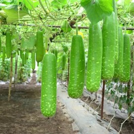 25 Pcs Indian Long Bottle Gourd Seeds for Planting, Non-GMO Vegetable Seeds for Home Garden, Terrace, Balcony Planters, Outdoor Pots, and Backyard Growing