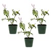 Generic Mini Pink Jasmine Vine, Fragrant and Live Houseplant, 2