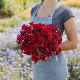 Eden Brothers Annual Phlox Seeds - Red