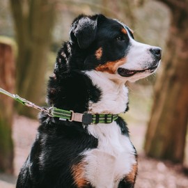 Herm Sprenger – Adjustable Rubberized Reflective Dog Collar for Medium Large Dogs with ClickLock Buckle – Overall Length 16-22 inches (Green)