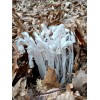 Ghost Pipe Tincture 4oz Harvested In Pennsylvania FREE Shipping