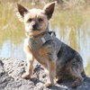 DOGGIE DESIGN American River Step in Wrap Up Ultra Choke-Free
