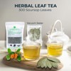 Soursop Leaf Tea with Licorice Root & Celastrus Hindsii, Re-Steep