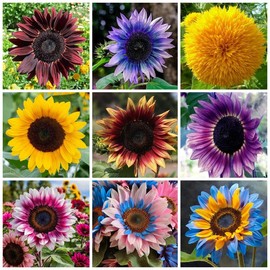 Mixed Sunflower Seeds for Planting -200+ Heirloom Non-GMO Sunflower Seeds Open Pollinated & Untreated - Attracts Butterflies & Bees