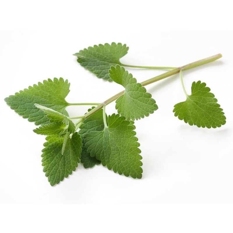 Catnip Tea - Loose Leaf/Buds 100% from Nature (8 oz)